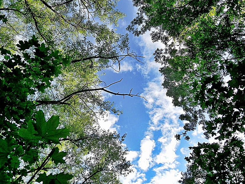 Looking at the sky, spring, sky, trees, green, HD wallpaper