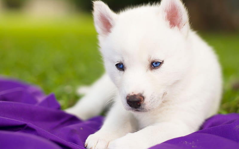 puppy, husky, small dog, white fluffy husky, pets, HD wallpaper