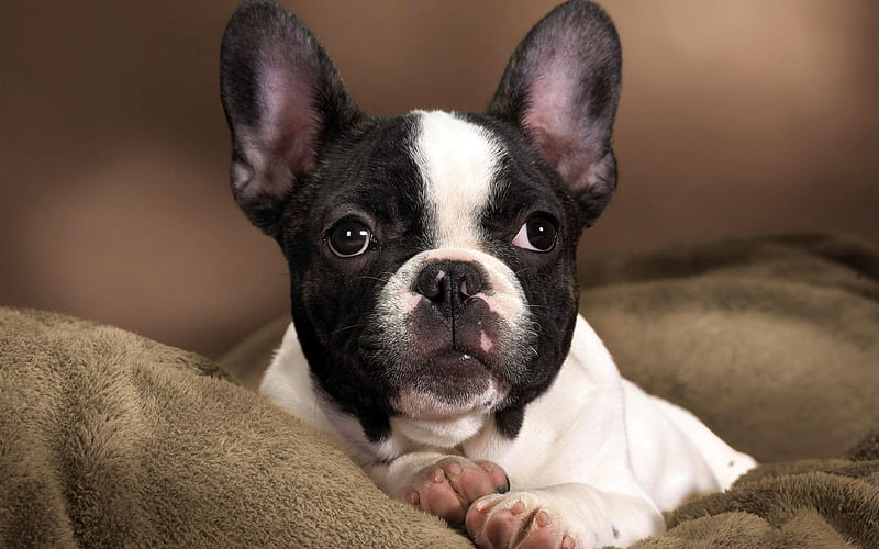 french bulldog, close-up, dogs, black french bulldog, pets, cute animals, bulldogs, HD wallpaper