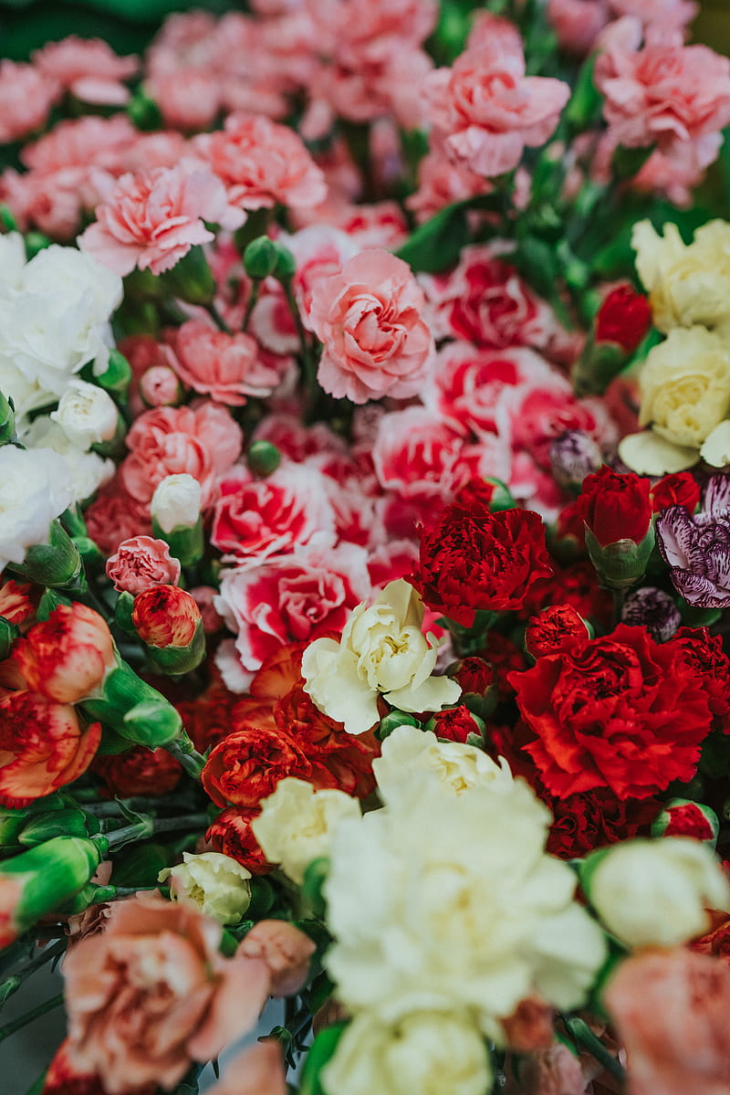 dianthus, flowers, bouquet, colorful, HD phone wallpaper
