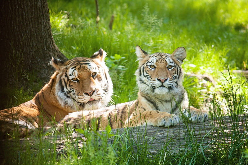 Tigers family ***, wild, tigers, cat, animals, animal, HD wallpaper ...