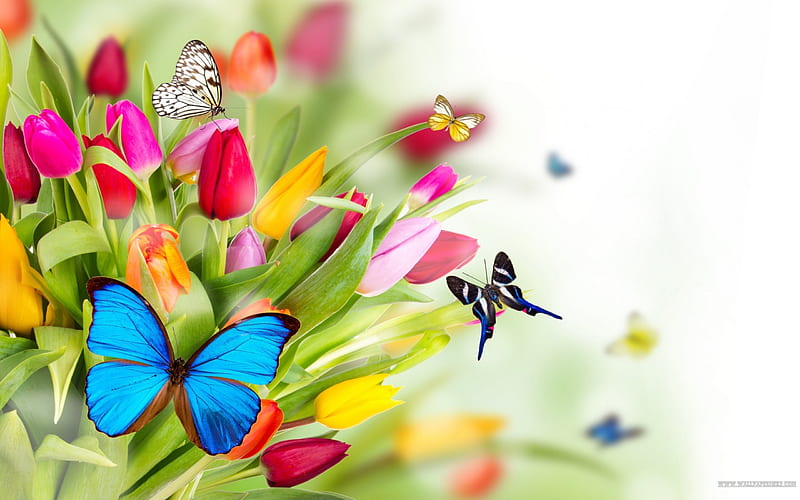 Flowers, cute, nature, love, Flower, HD wallpaper | Peakpx