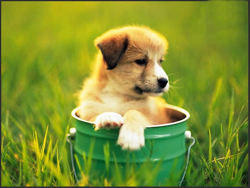 Puppy in a Bucket, green, grass, bucket, puppy, HD wallpaper | Peakpx