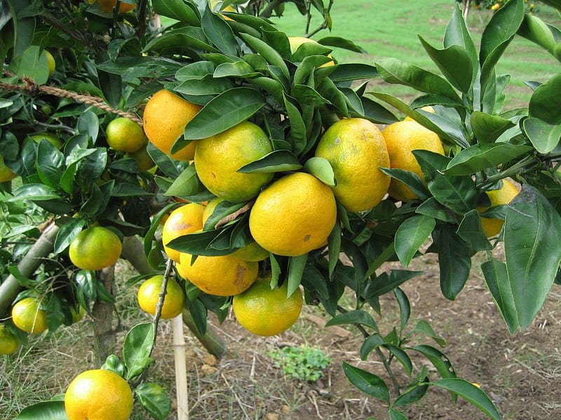 *** Lemon Tree ***, cytryny, owoce, nature, drzewa, HD wallpaper