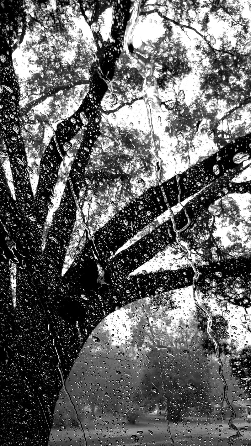 RAINY DAY, rain, raindrops, oak, oak tree, louisiana, rushingmm1, HD phone wallpaper