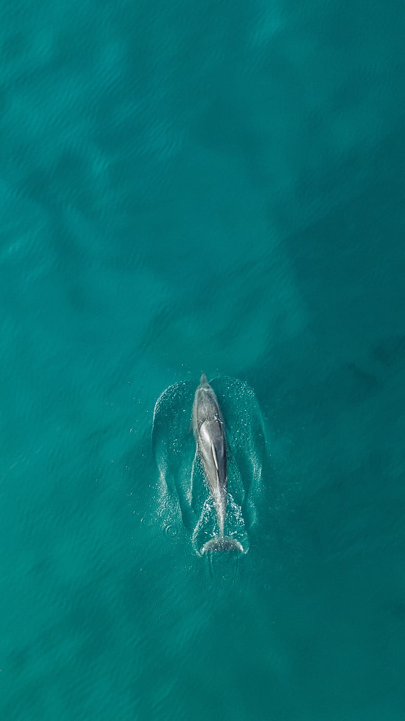 dolphin, fish, aerial view, water, ocean, HD phone wallpaper