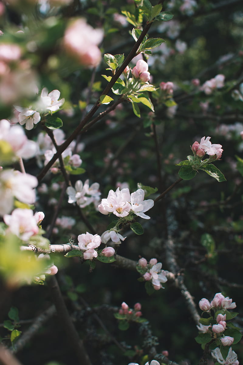 Apple Blossoms, Milli, Pnw, Samsung, Sony, love, andorra, art, bonito, black, blossom, canon, cherry, flower, forest, forrest, fortnite, funny, green, iOS, iPhone, landscape, love, minions, moody, nature, petal, graphy, pink, queen, sad, spring, still, wanderlust, waterfall, weird, woods, wow, HD phone wallpaper