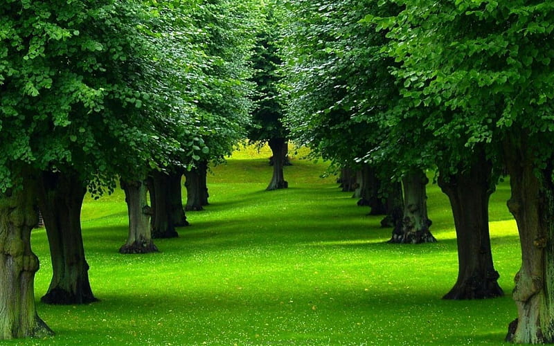 Row of Green Trees, grass, shade, shadow, trees, daylight, green, day, nature, trunk, rows, HD wallpaper