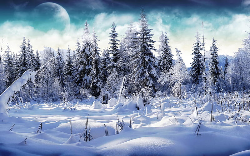 Snowy Forest 1920x1080  rwallpaper