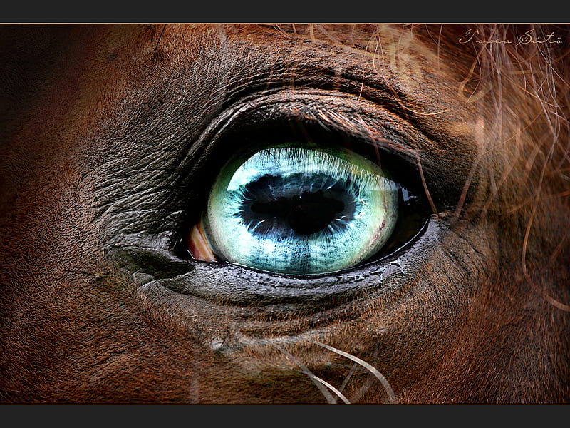 green horse eye