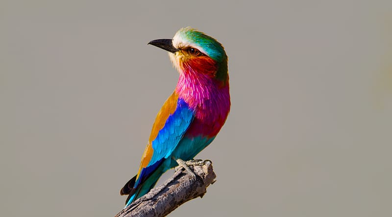 Colorful Lilac-breasted Roller Bird Ultra, Aero, Colorful, bird, africa, botswana, chobe, chobenationalpark, lilacbreastedroller, nature, vibrant, wildlife, HD wallpaper