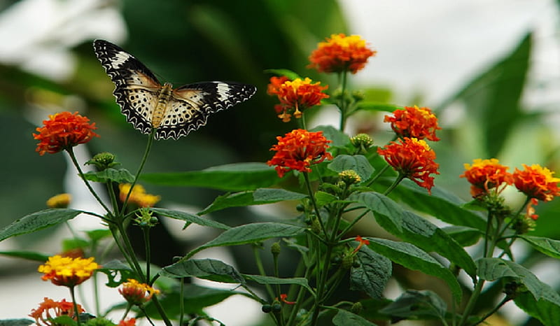 Solitary Flight, flowers, nature, leaves, butterfly, HD wallpaper