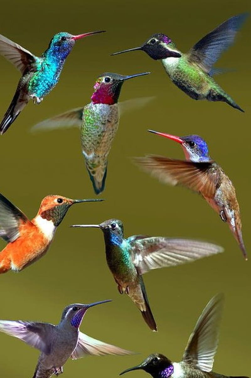 humming bird poster, HD phone wallpaper