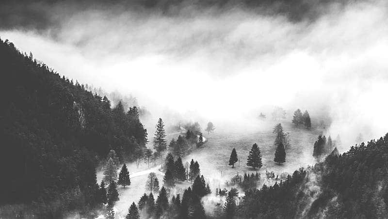 Nature, Tree, Fog, , Black & White, HD wallpaper | Peakpx