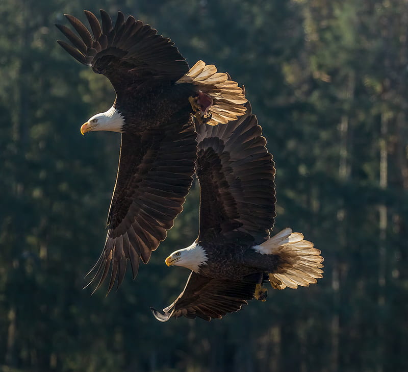 eagle, birds, predator, wings, flight, HD wallpaper