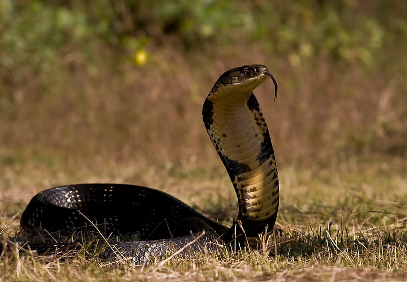 cobra, reptile, sneak, Animal, HD wallpaper