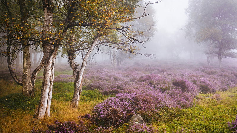 Peak District, Stanton Moor, England, fog, heather, bloosoms, morning, trees, landscape, HD wallpaper