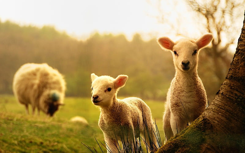 pasture, ram, lambs, HD wallpaper