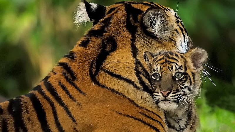 Motherly Love, cub, wildlife, nature, tiger, striped animals, baby animals, big cats, HD wallpaper