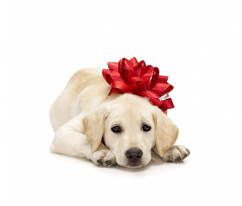 Christmas gift for you, cute, red, bow, funny, gift, white, dog, animal, HD wallpaper