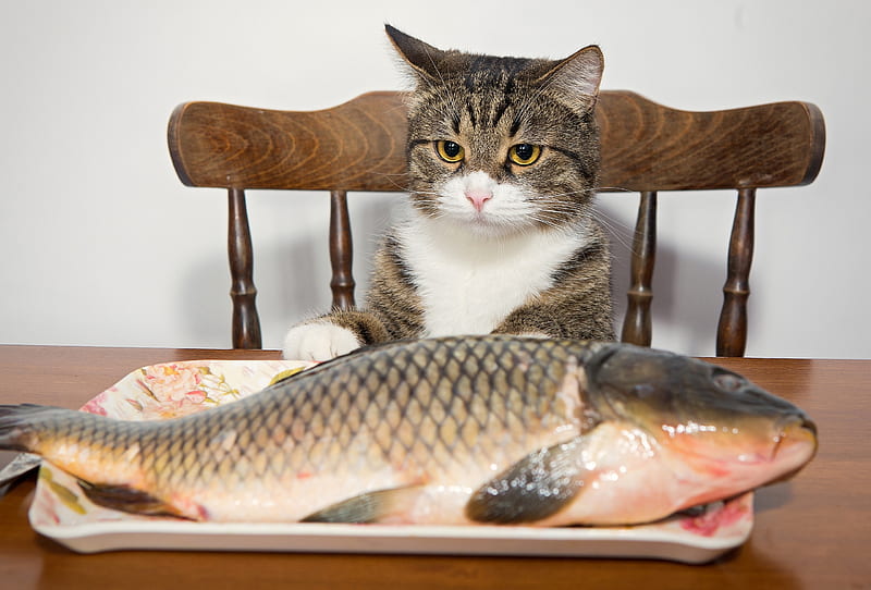 Cat's dinner, dinner, table, fish, food, cat, animal, funny, chair, pisica, HD wallpaper