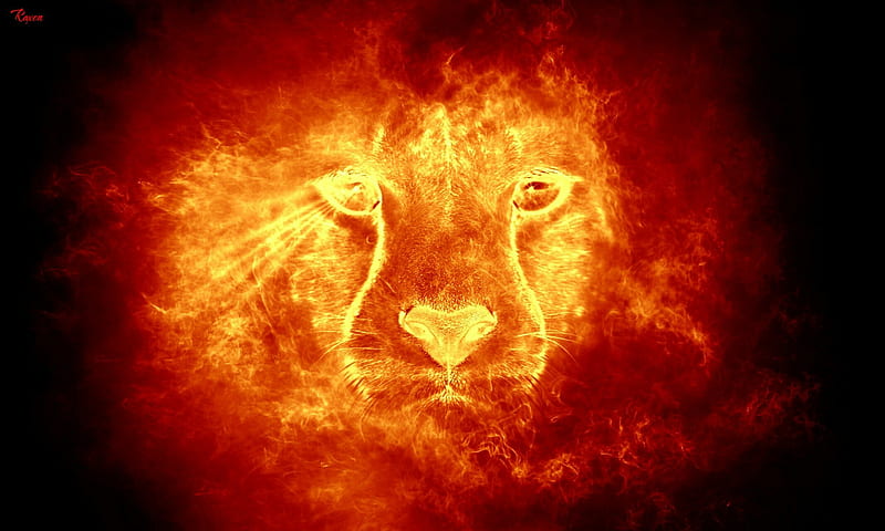 fire, lion, HD wallpaper