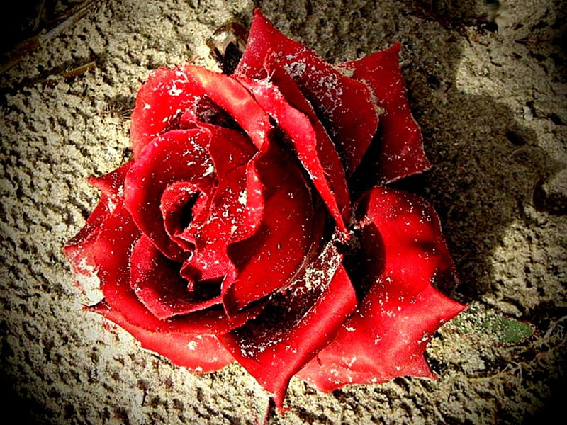 ROSE, flower, red, sand, HD wallpaper