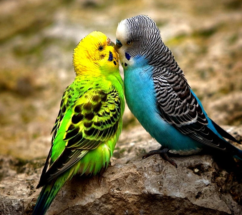 colorful budgies, animals, birds, cool, natural, nature, new, wild, HD wallpaper