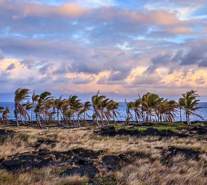 Volcanic Palms, flow, hawaii, island, lava, palm, sunset, trees, HD wallpaper
