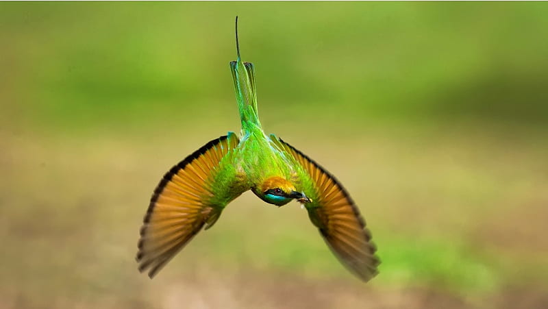 Green Bee-eater, HD wallpaper