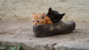 Kittens shoe hot sale