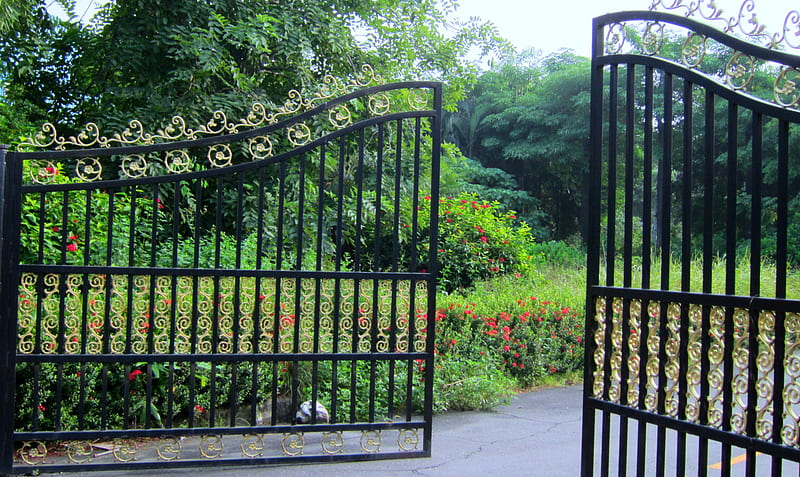 Gate, metal, red flowers, green leaves, HD wallpaper