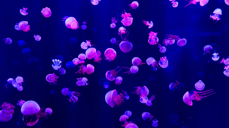 Jellyfishes , jellyfish, underwater, animals, HD wallpaper