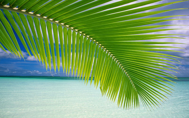 tropicana, beach, palm, ocean, leaf, HD wallpaper