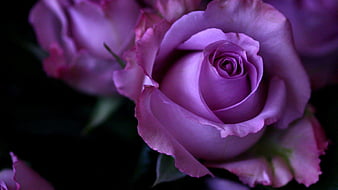 PURPLE TWILIGHT ROSE, flower, desenho, purple, rose, HD wallpaper