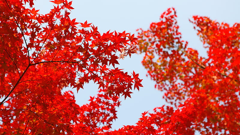 Red Autumn Leaves Tree Branches In Blue Sky Background Autumn, HD