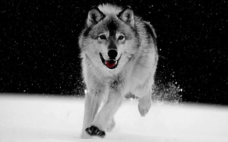 gray wolf-animal graphy, HD wallpaper