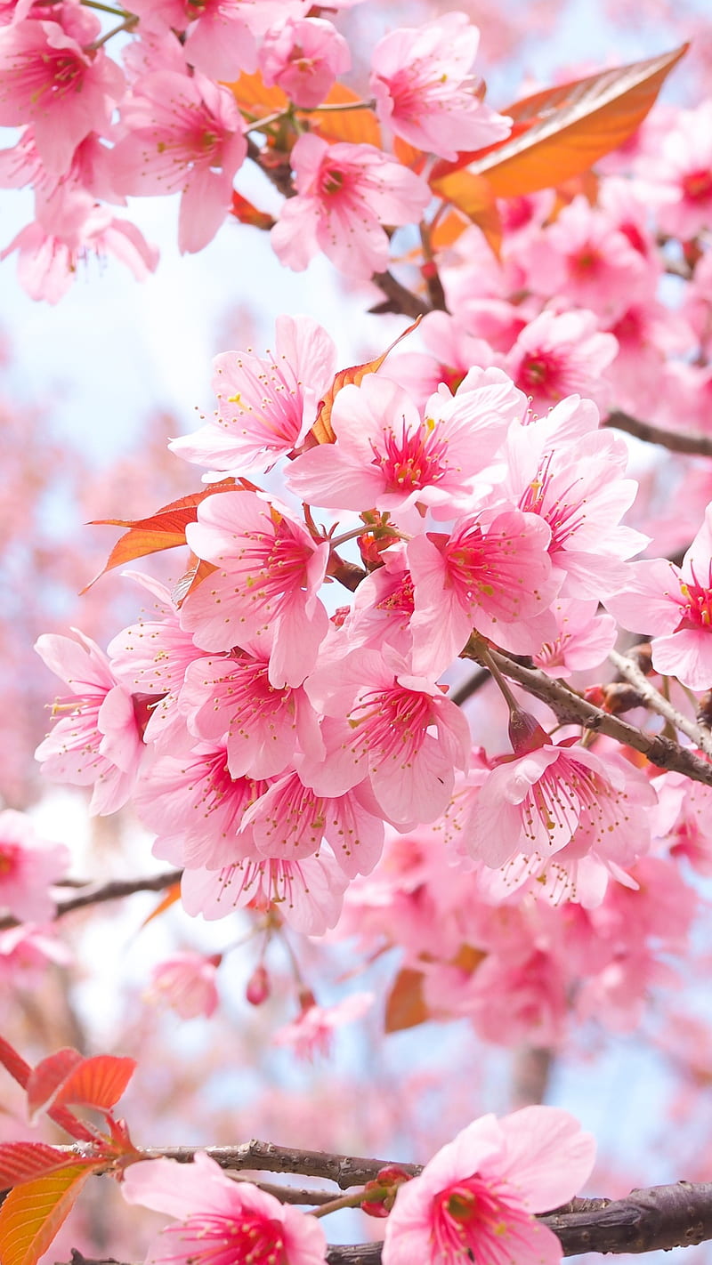 Cherry blossom , flower, cherry blossom, pink, tree branch, bright, background, HD phone wallpaper