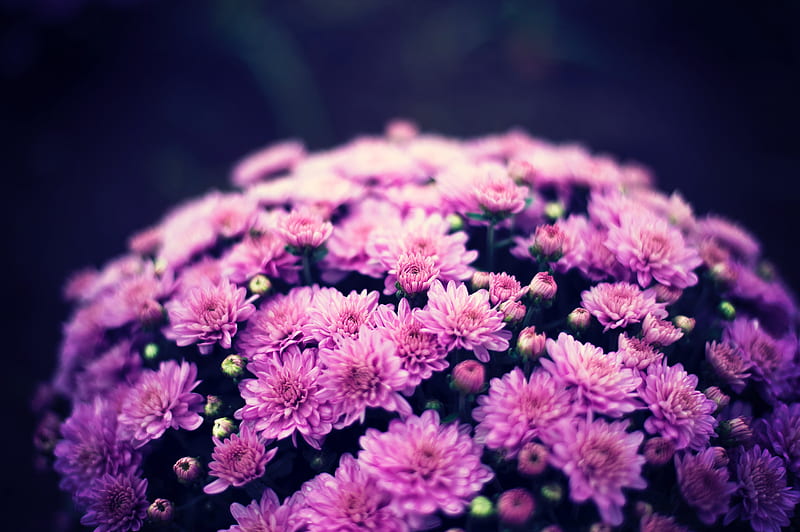chrysanthemums, flowers, bouquet, purple, bloom, HD wallpaper
