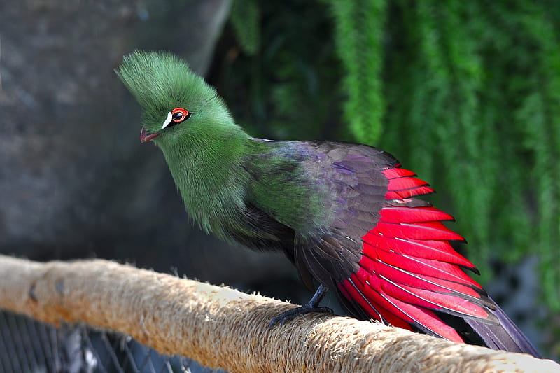 Common Turaco, red, bird, green, feather, pasare, wing, HD wallpaper