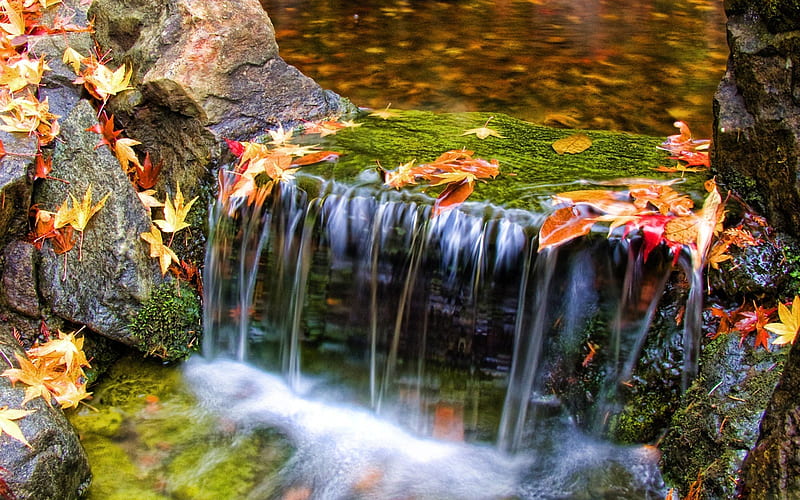 Beaver-dam, water, stone, rock, waterfall, nature, leaf, HD wallpaper