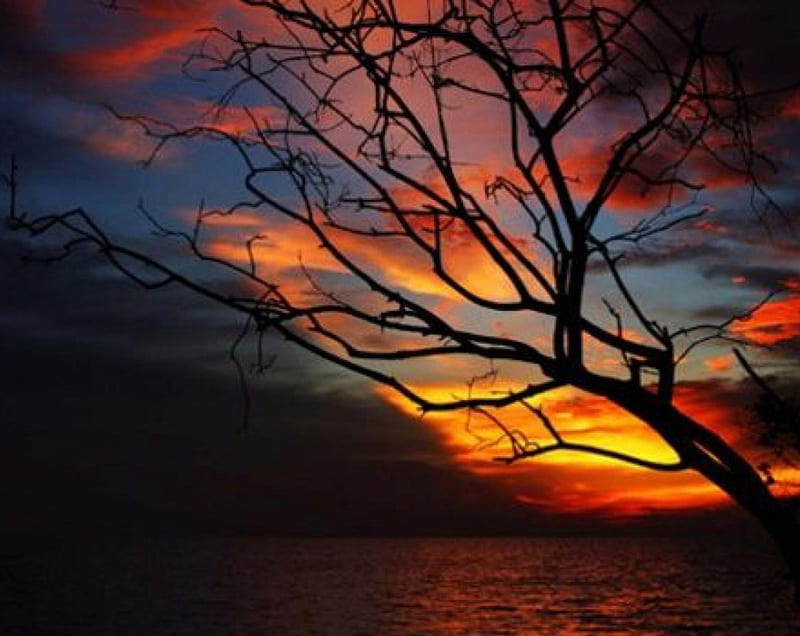 Dead Tree in the Sunset, nature, sunset, trees, clouds, sky, lake, HD wallpaper