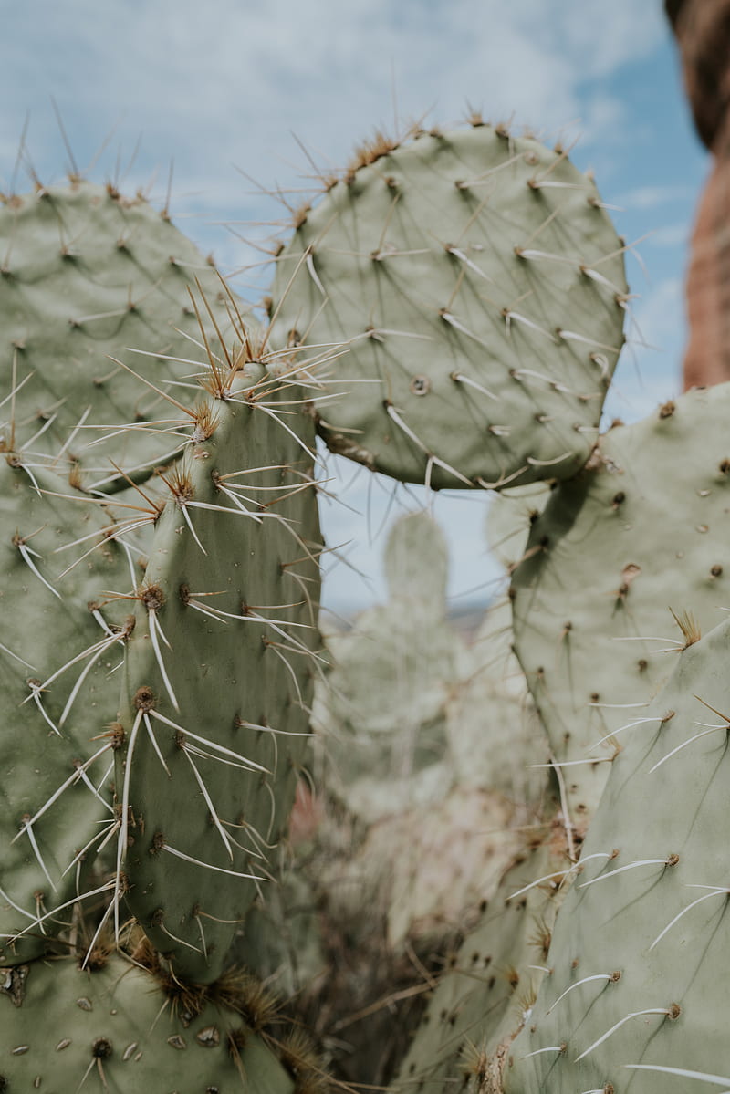 cactus, thorns, needles, spike, HD phone wallpaper
