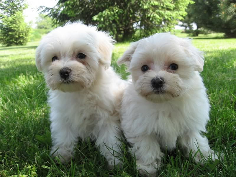 Malti-Poo Puppies, white, trees, grass, pups, HD wallpaper