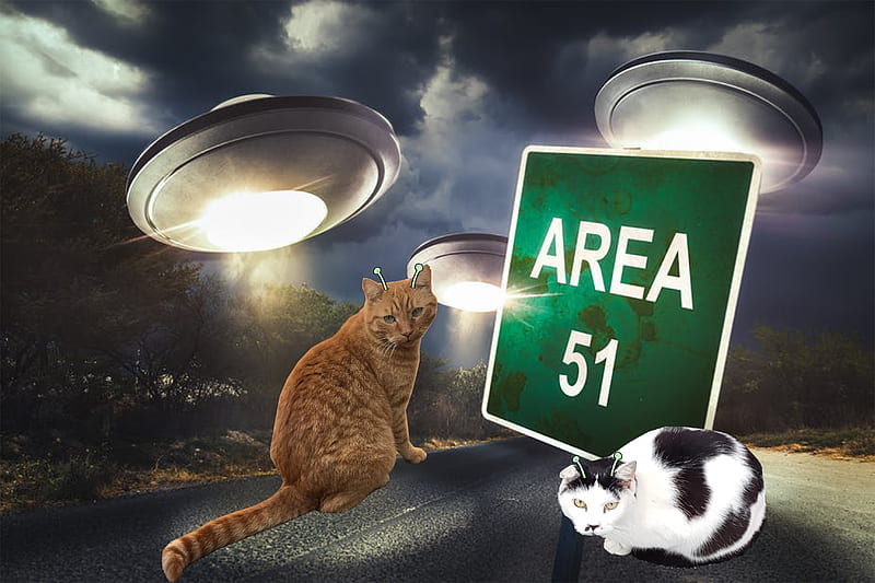 Bacon and Catolf, alien, area 51, black, boca juniors, mendez, sad, stranger things, supreme, HD wallpaper