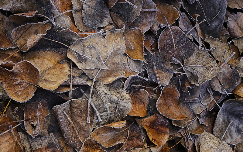 hoarfrost leaves background, Stinging Nettle Hoarfrost Leaves, leaves texture, frost, dry leaves texture, background with leaves, HD wallpaper