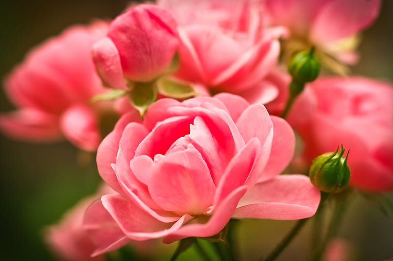 Peachy roses, pink, roses, graphy, floribunda, flowers, nature, peach hue, HD wallpaper