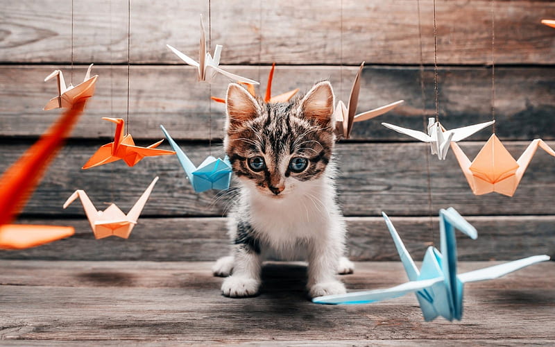 origami, cats, kitty, blue eyes, HD wallpaper