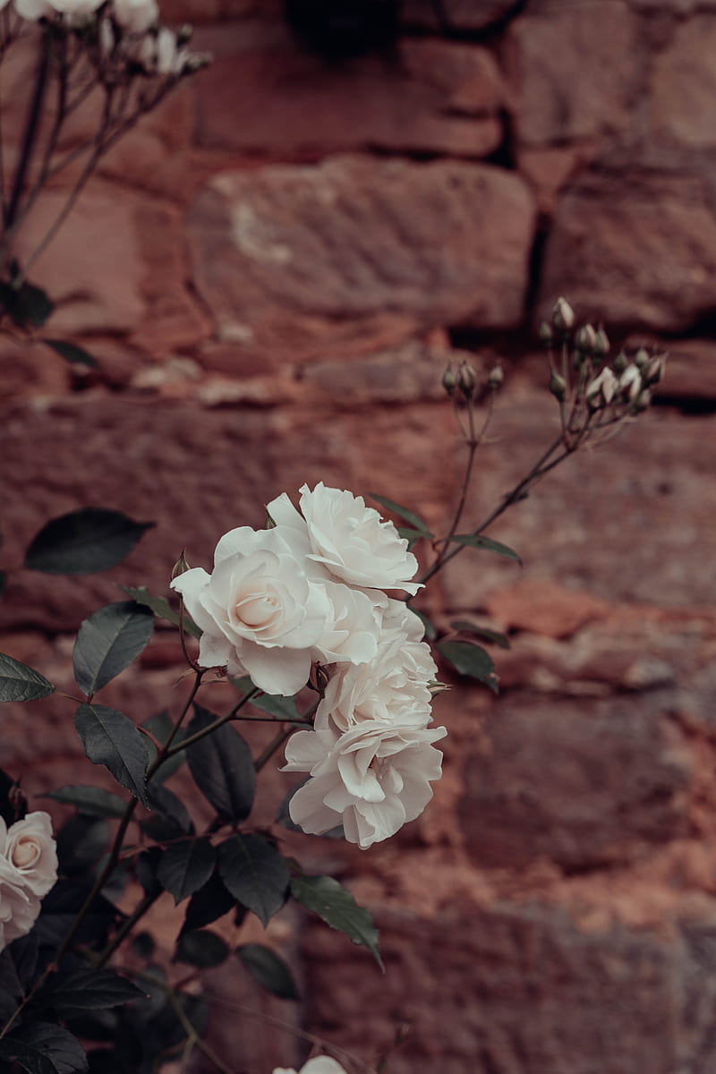 roses, flowers, white, plant, wall, HD phone wallpaper