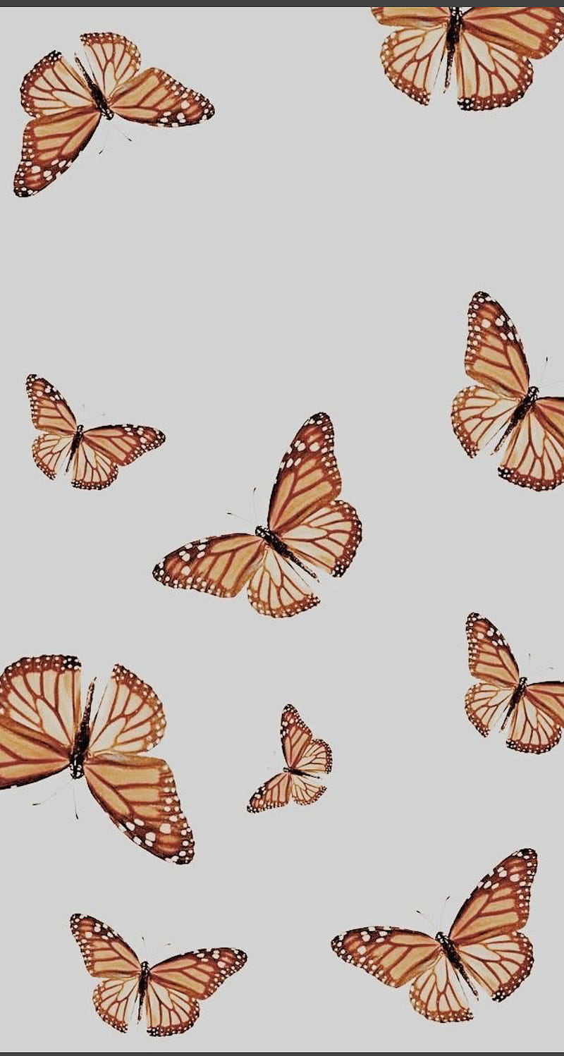 mariposa , butterfly, sugar, HD phone wallpaper